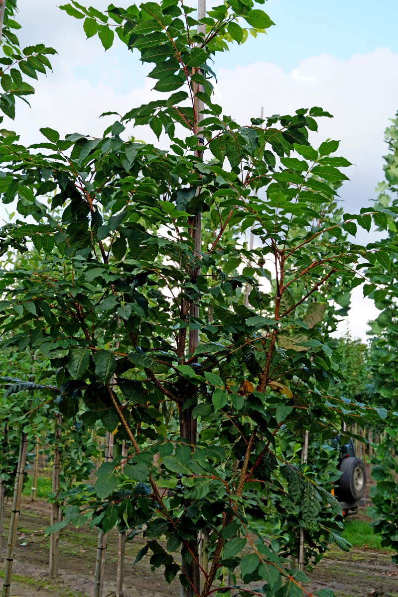 Picrasma quassioides Tuinplanten stam