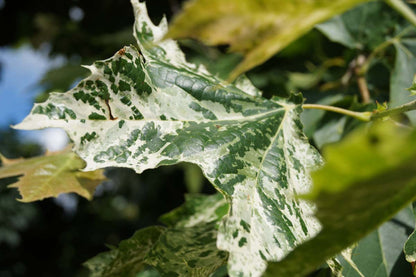 Platanus hispanica 'Suttneri' op stam