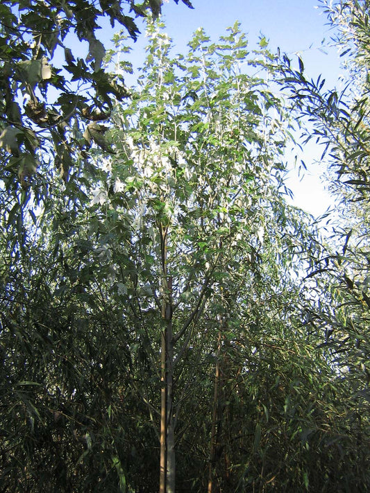 Populus alba 'Raket' meerstammig / struik