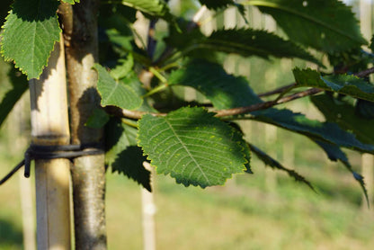 Prunus avium 'Landscape Bloom' meerstammig / struik