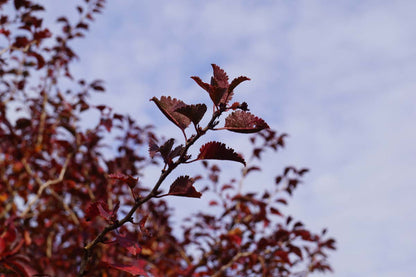 Prunus incisa 'Kojou-no-mai' op stam