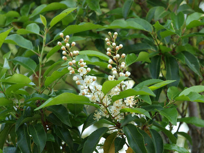 Prunus lusitanica Tuinplanten bloem