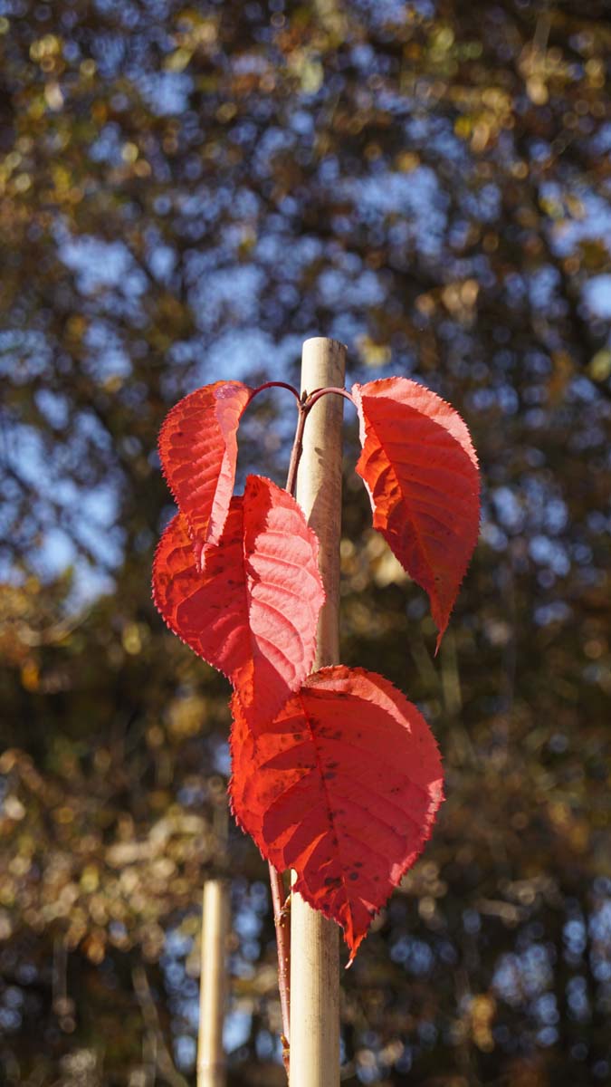 Prunus sargentii 'Charles Sargent' op stam