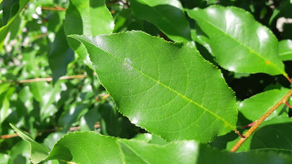 Prunus serotina op stam blad