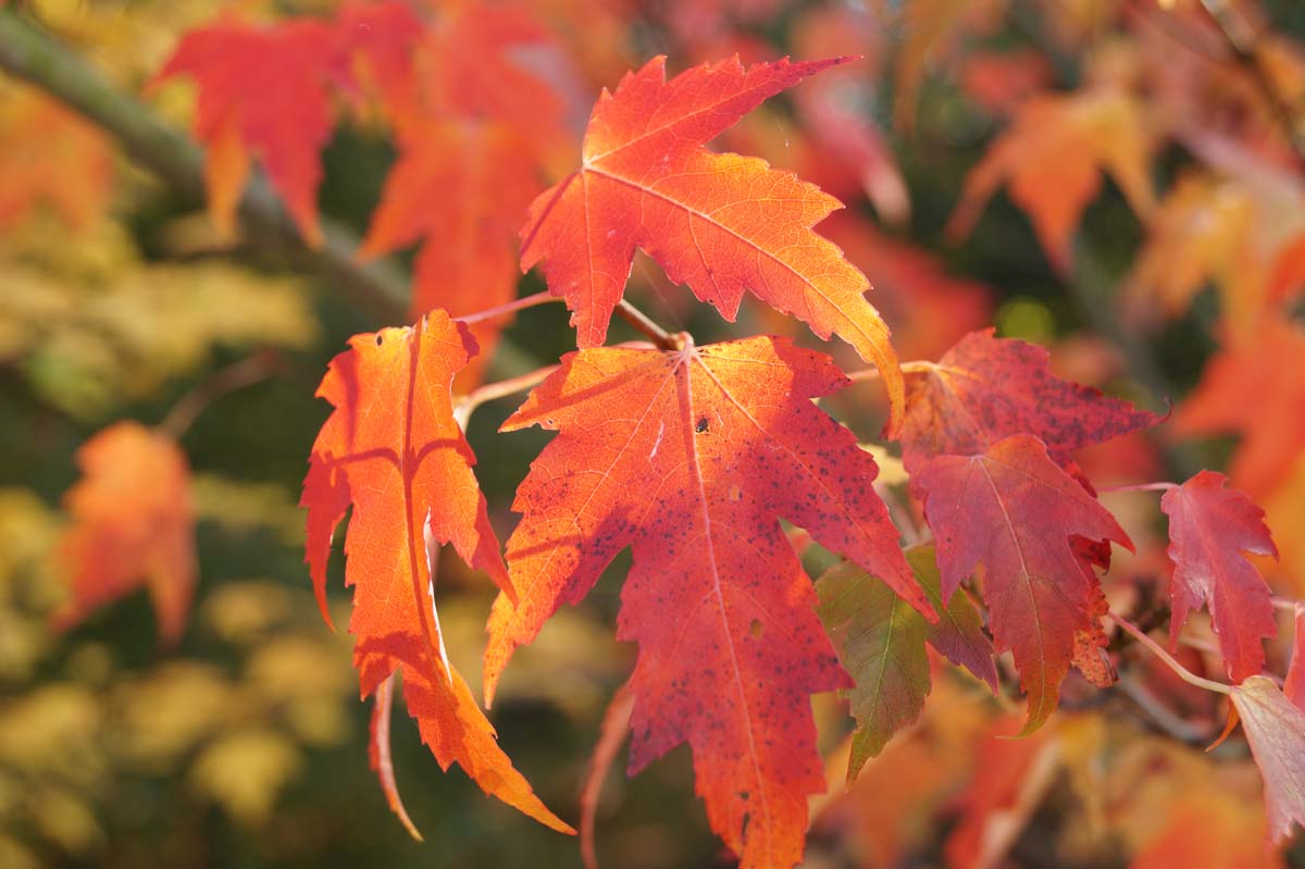 Acer rubrum solitair herfstkleur