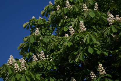 Aesculus hippocastanum solitair bloesem