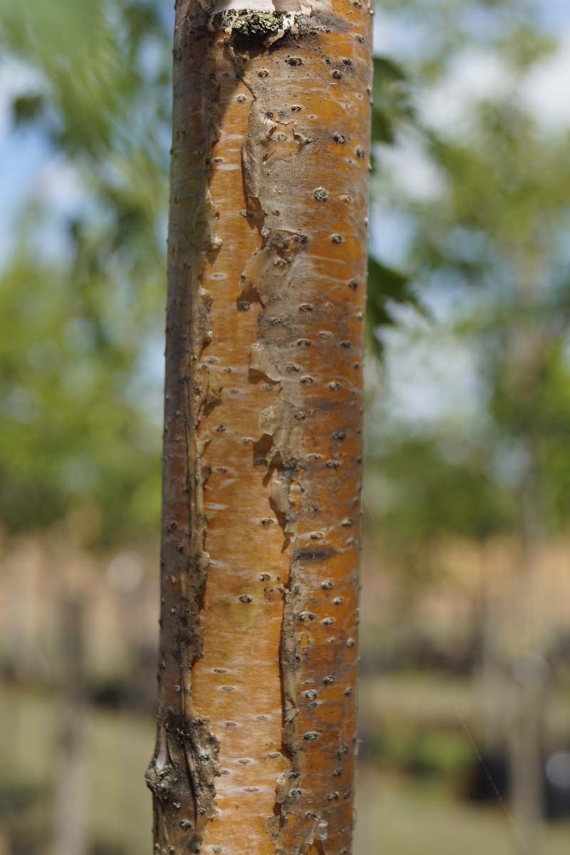 Betula pendula 'Crispa' op stam