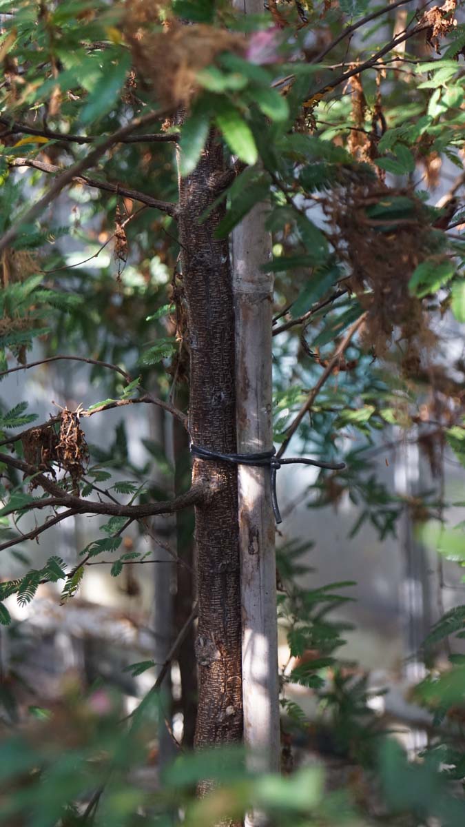 Calliandra surinamensis