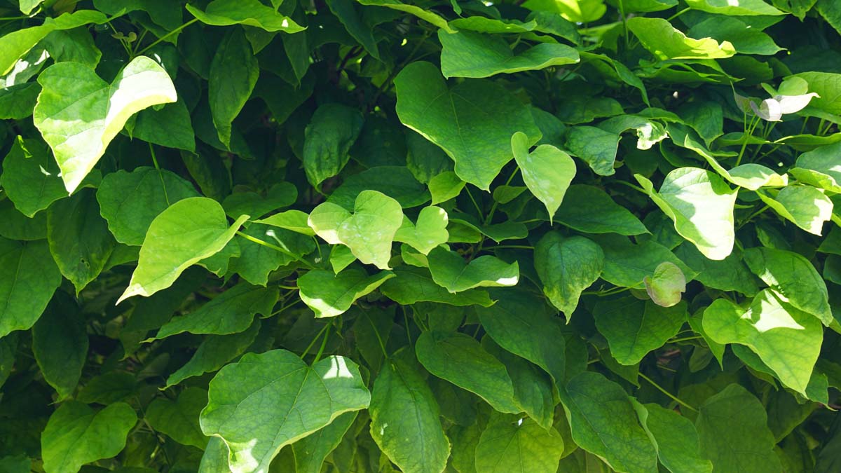 Catalpa bignonioides 'Nana' Tuinplanten blad
