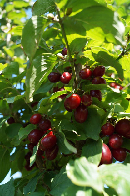 Cornus mas Tuinplanten vrucht