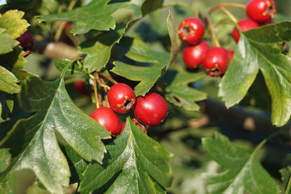 Crataegus monogyna Tuinplanten vrucht