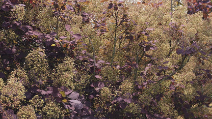 Cotinus coggygria 'Royal Purple' haagplant bloesem