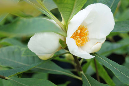 Franklinia alatamaha meerstammig / struik