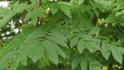 Fraxinus excelsior solitair blad