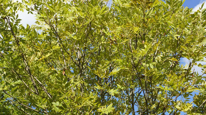 Fraxinus excelsior 'Altena' meerstammig / struik bladeren