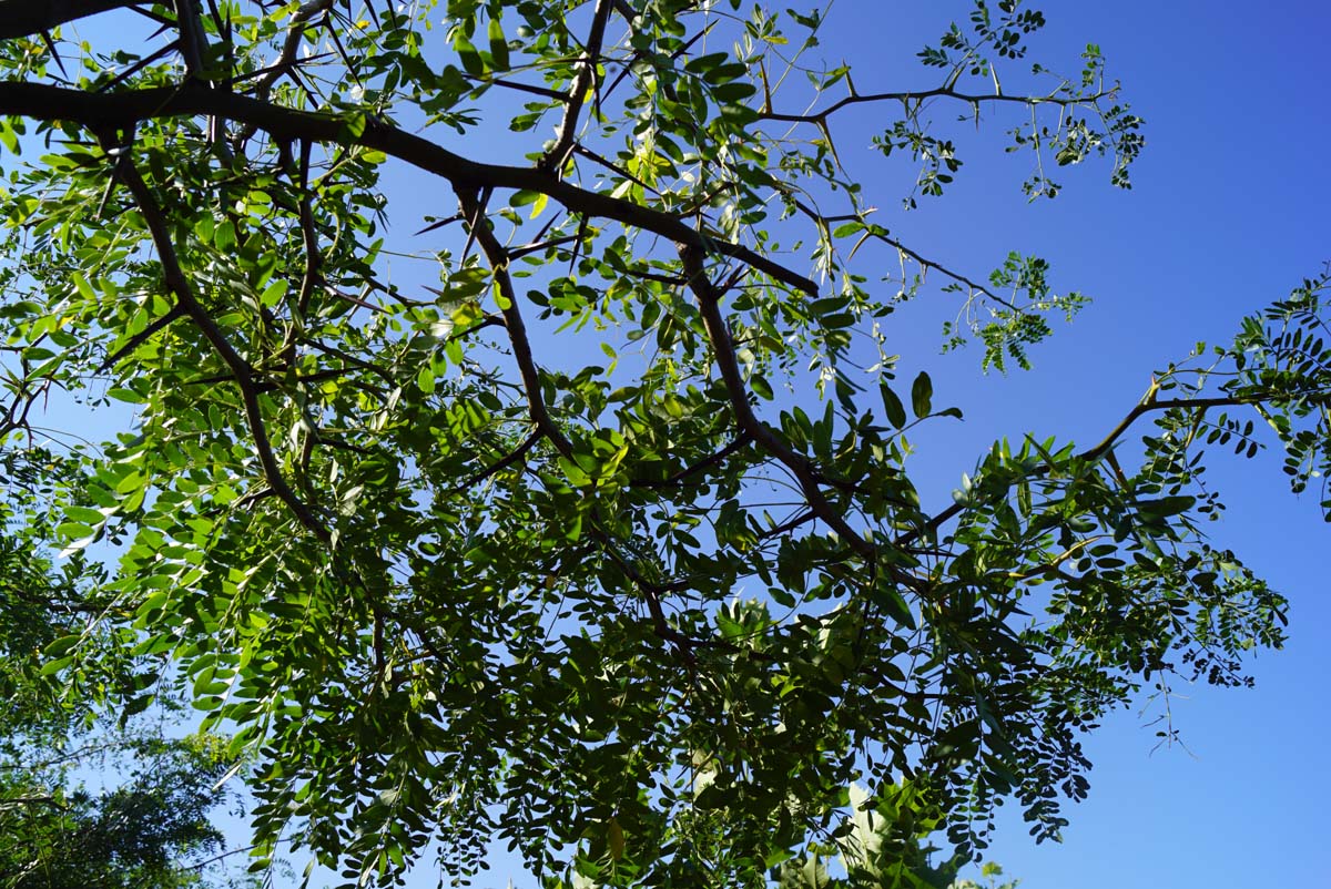 Gleditsia triacanthos solitair