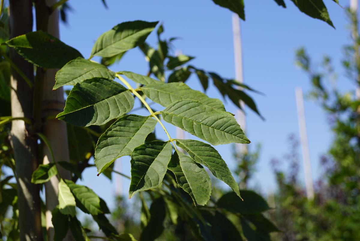 Fraxinus excelsior 'Geessink' op stam