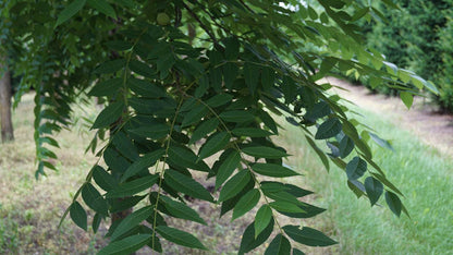 Juglans nigra Tuinplanten