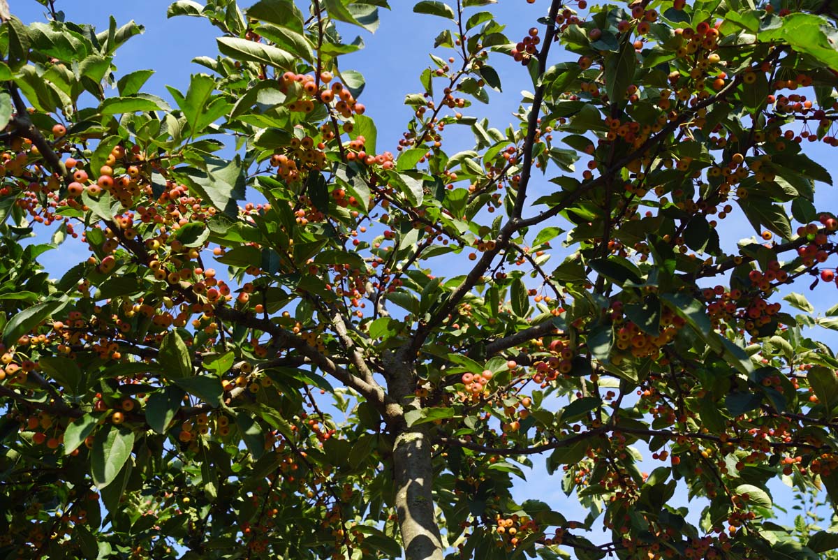 Malus toringo sargentii Tuinplanten vrucht
