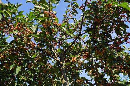 Malus toringo sargentii Tuinplanten vrucht