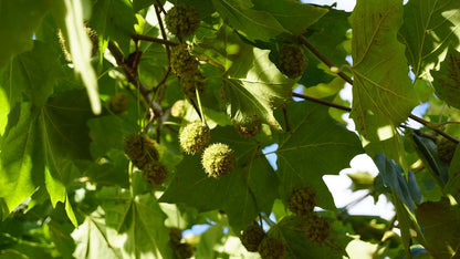 Platanus hispanica solitair blad