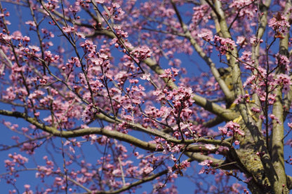 Prunus cerasifera 'Nigra' leiboom bloesem