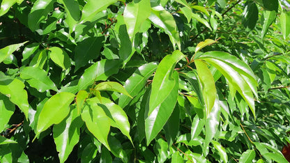 Prunus serotina meerstammig / struik bladeren