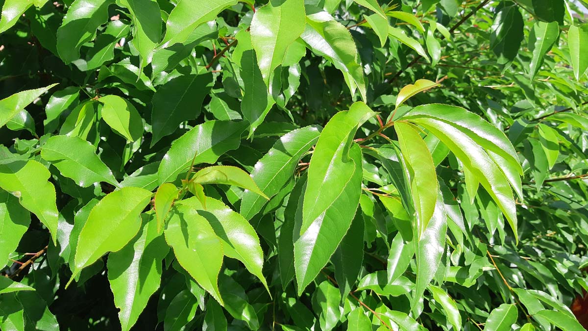 Prunus serotina op stam bladeren