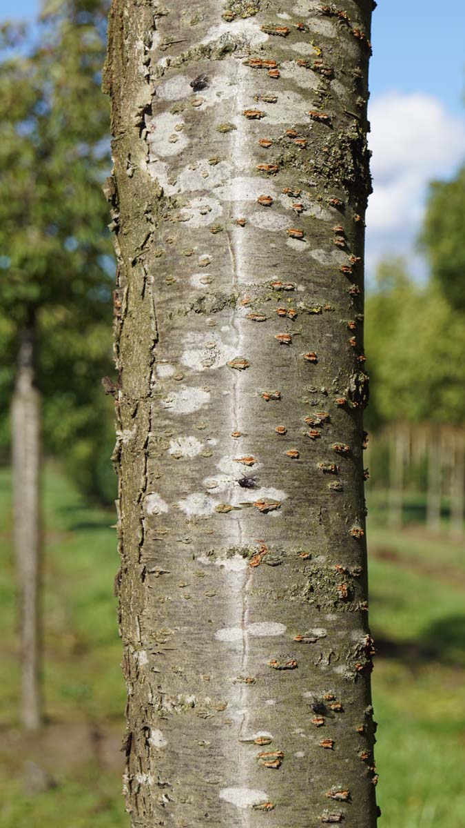 Prunus serrulata 'Fugenzo' haagplant bast