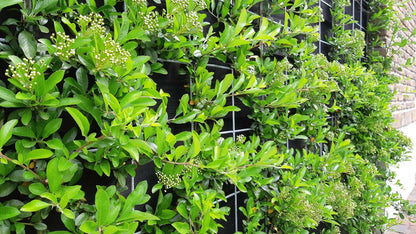 Pyracantha 'Soleil d'Or' haagplant