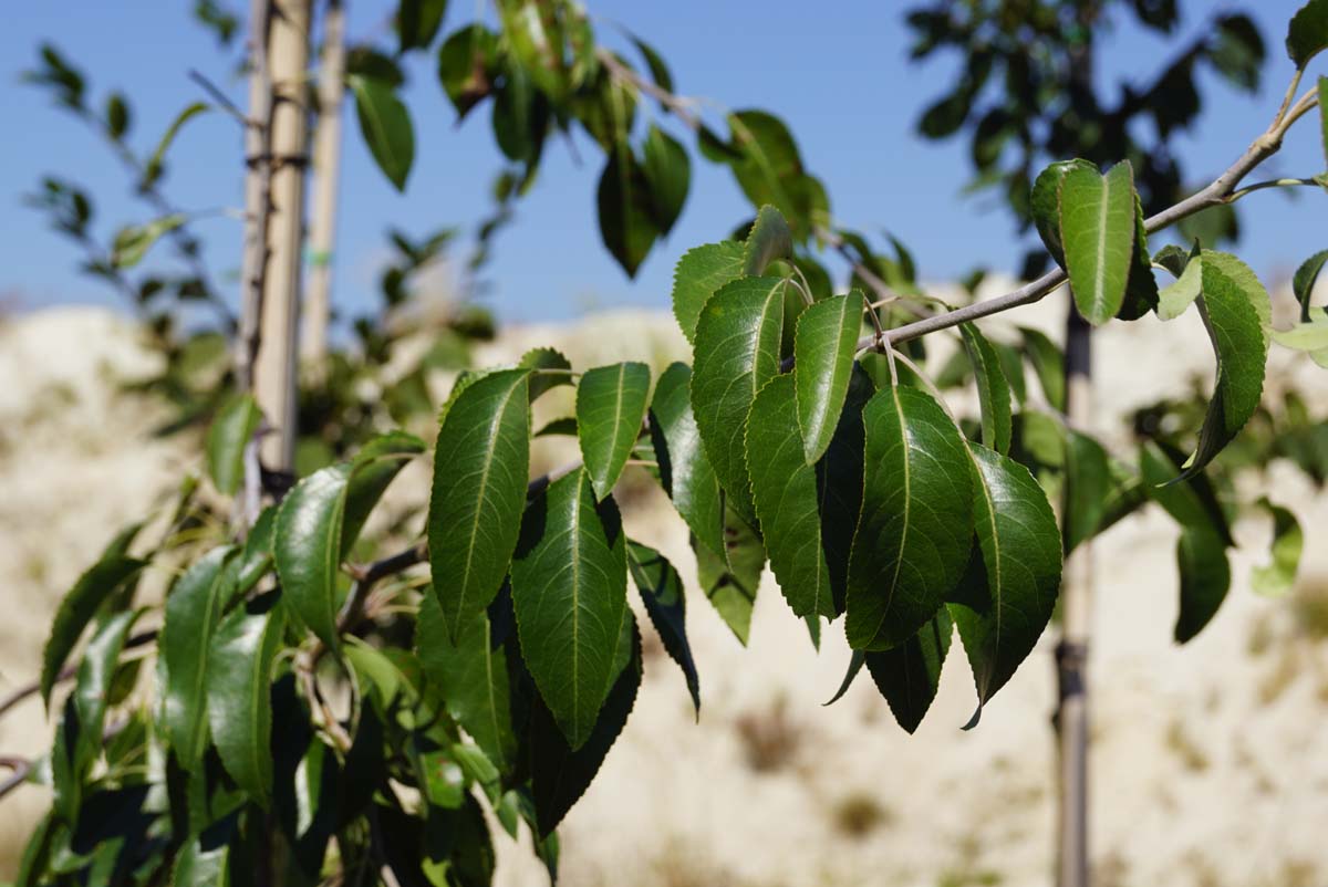 Pyrus betulifolia Tuinplanten blad