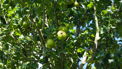 Pyrus communis 'Beech Hill' op stam peer