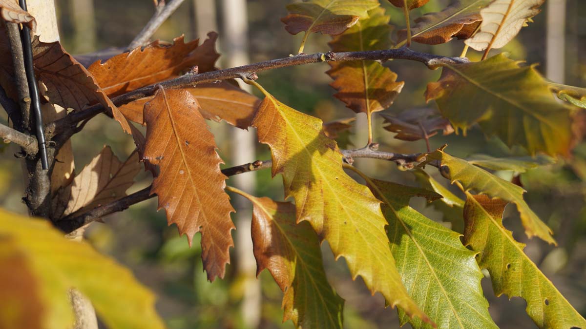 Quercus castaneifolia 'Green Spire' op stam herfstkleur