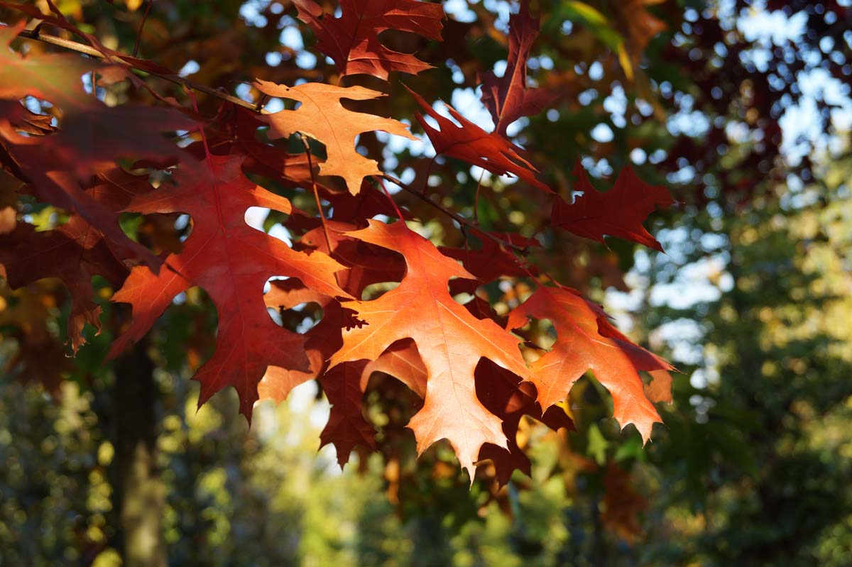 Quercus coccinea haagplant herfstkleur