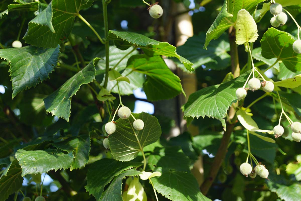 Tilia platyphyllos 'Rubra' meerstammig / struik zaaddoos