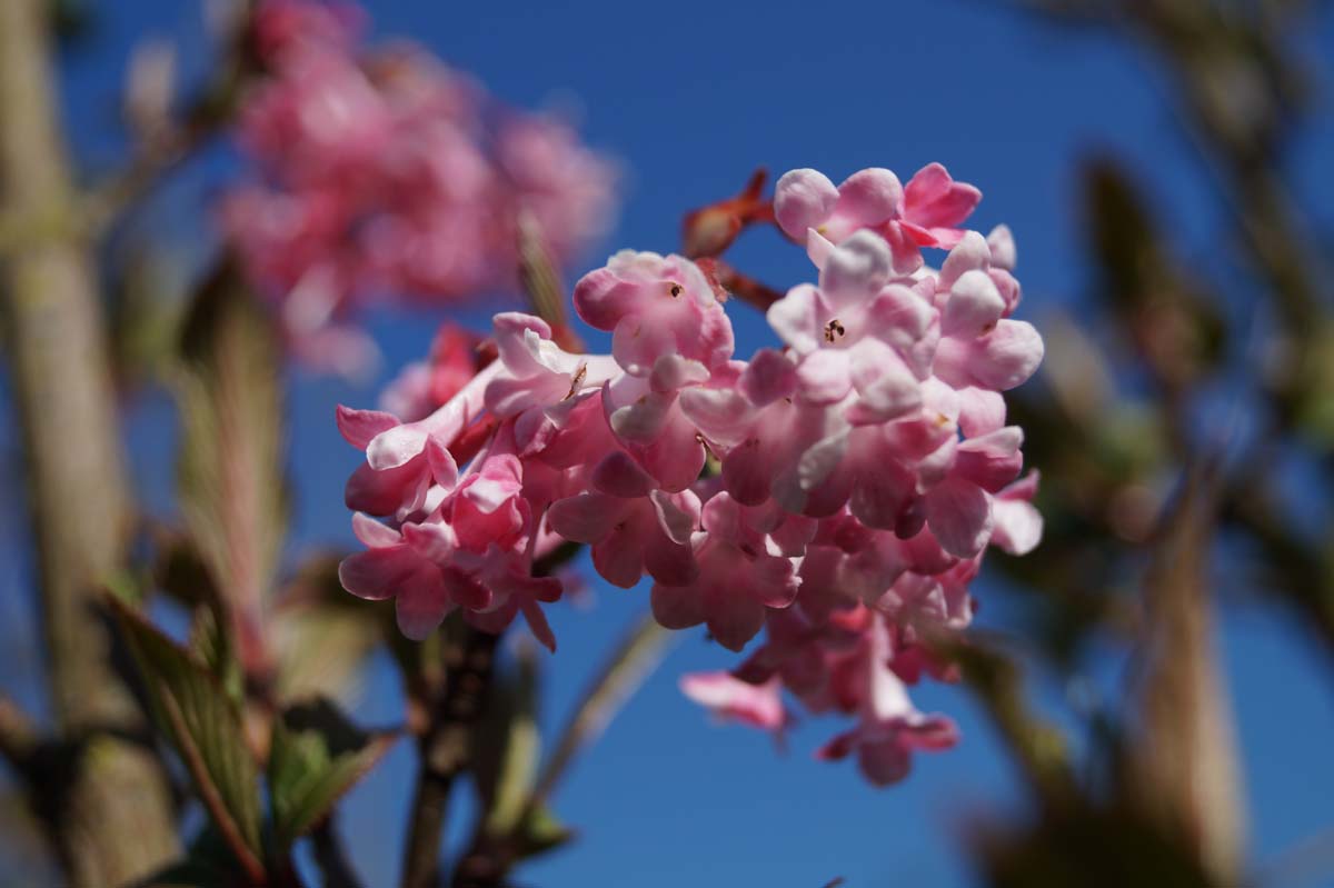 Viburnum bodnantense 'Dawn' haagplant bloem