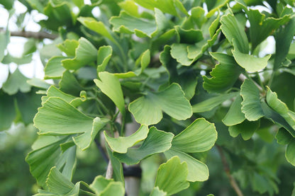 Ginkgo biloba 'Horizontalis' op stam