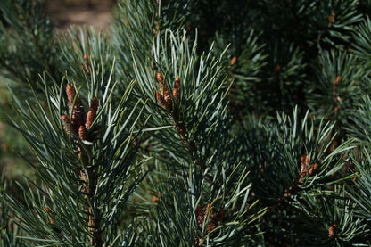 Pinus sylvestris 'Watereri' op stam twijg