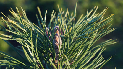 Pinus mugo uncinata Tuinplanten