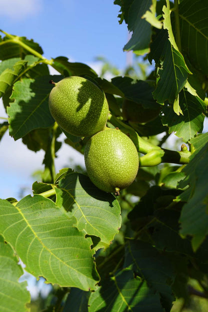 Juglans regia 'Broadview' solitair vrucht