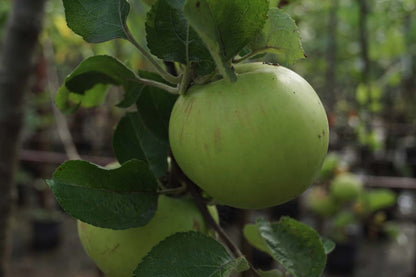Malus domestica 'Alkmene' Tuinplanten appel