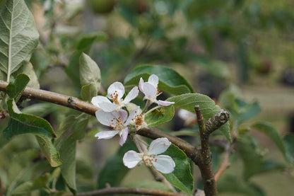 Malus domestica 'Pinova' meerstammig / struik