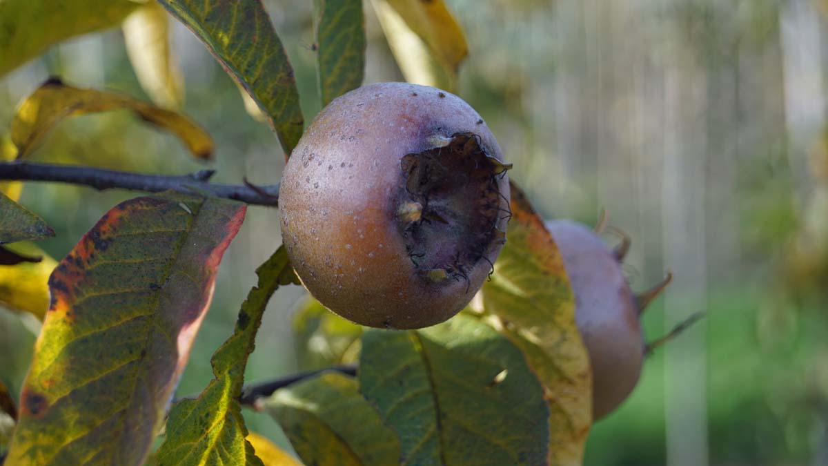 Mespilus germanica 'Westerveld' solitair vrucht