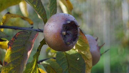 Mespilus germanica 'Westerveld' solitair vrucht