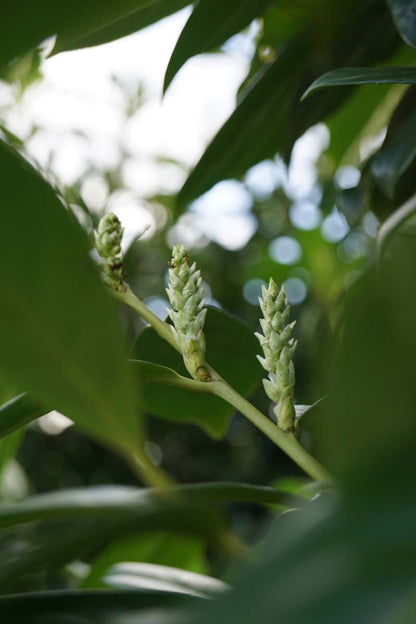 Prunus laurocerasus 'Novita' op stam twijg
