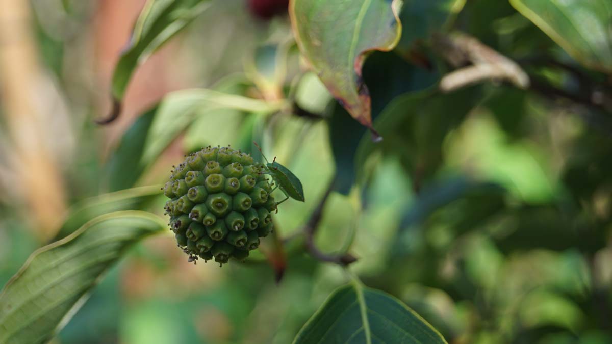 Cornus kousa 'Kreuzdame' op stam vrucht