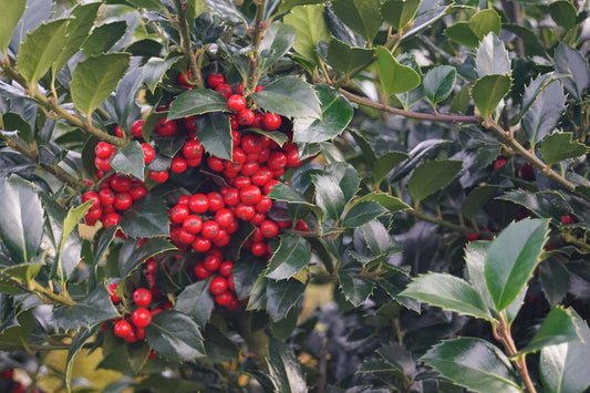Ilex meserveae 'Hachfee' op stam bes