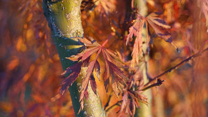 Acer palmatum 'Emerald Lace' op stam bast