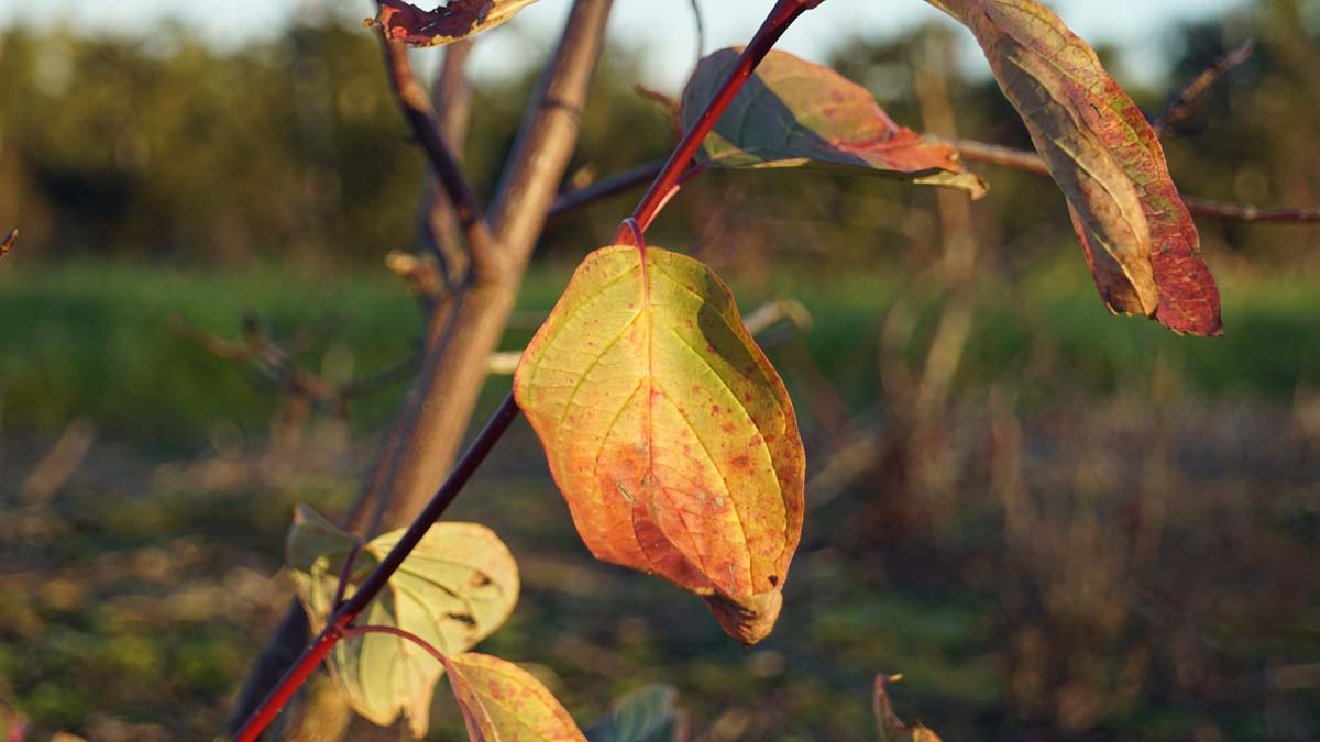 Cornus alternifolia 'Wstackman' meerstammig / struik