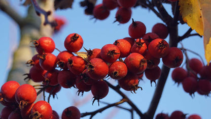 Crataegus succulenta 'Jubilee' solitair